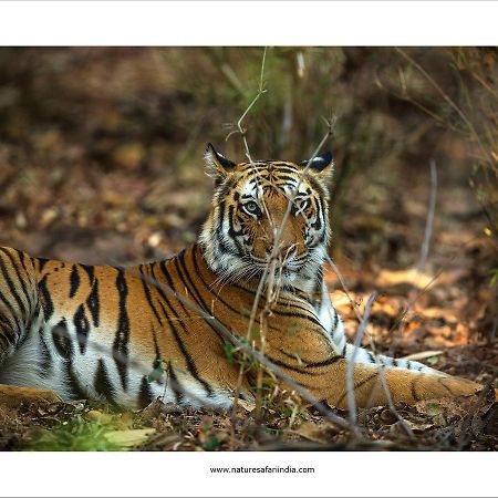 Tiger'S Den Resort Bandhavgarh National Park Экстерьер фото