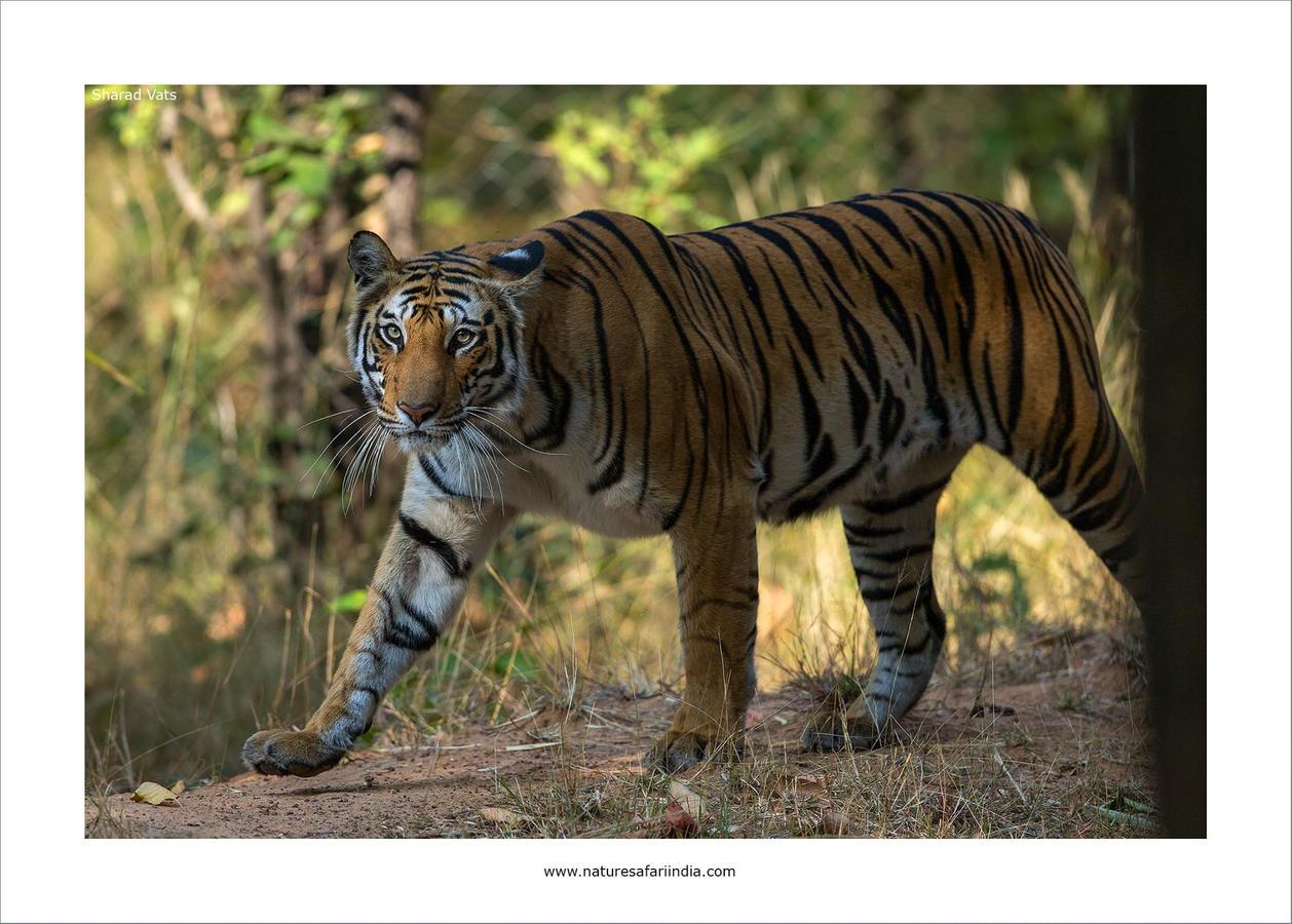 Tiger'S Den Resort Bandhavgarh National Park Экстерьер фото